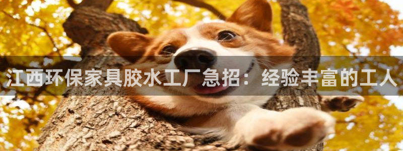 杏耀平台登录首页：江西环保家具胶水工厂急招：经验丰富的工人